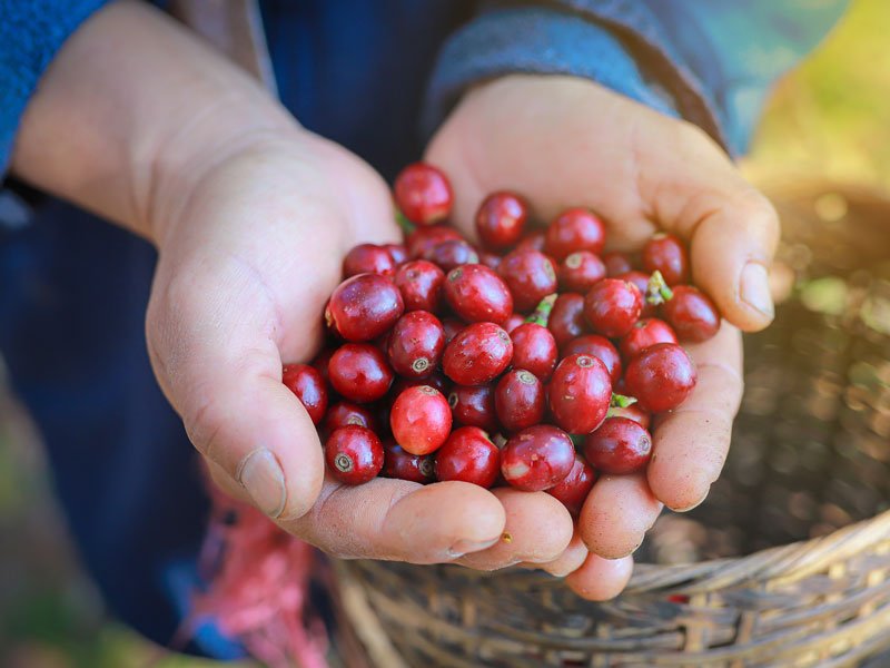 FERTILIZACIÓN DE PRECISIÓN PARA LOS VARIETALES DE CAFÉ